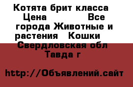 Котята брит класса › Цена ­ 20 000 - Все города Животные и растения » Кошки   . Свердловская обл.,Тавда г.